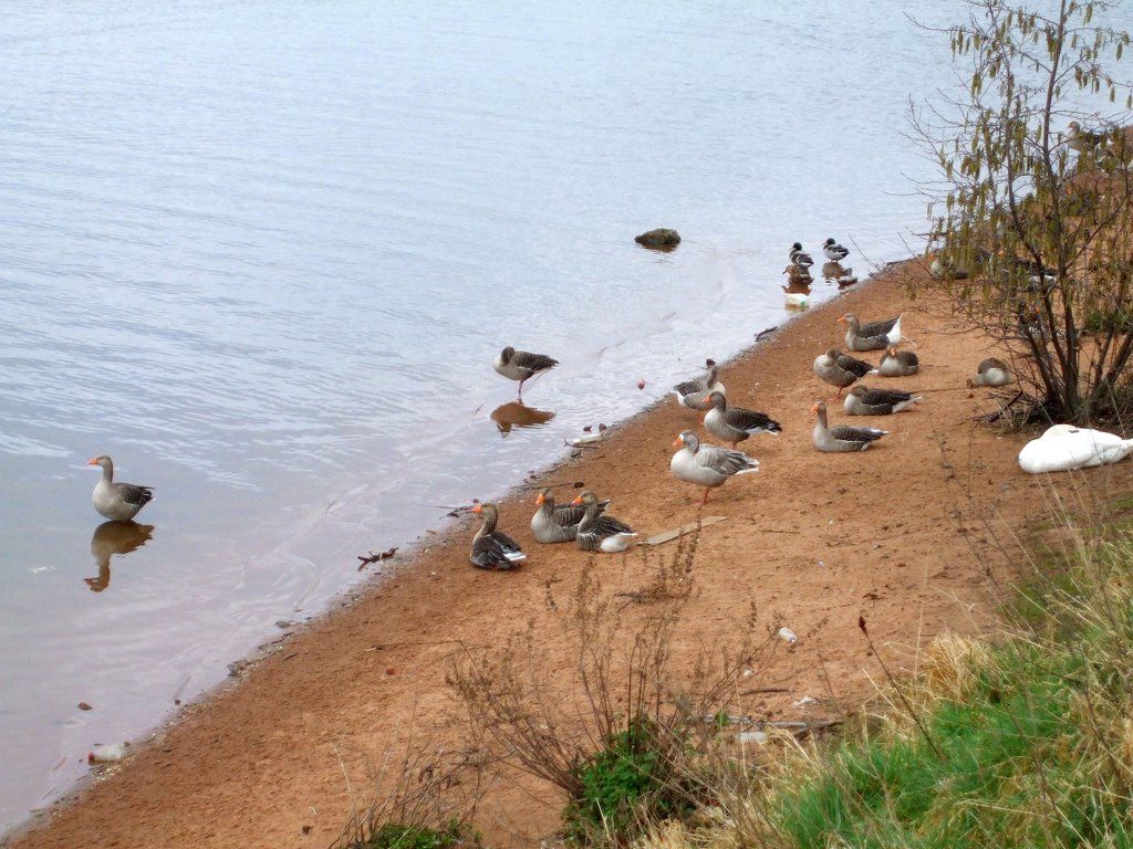 Geese by the Ship Canal