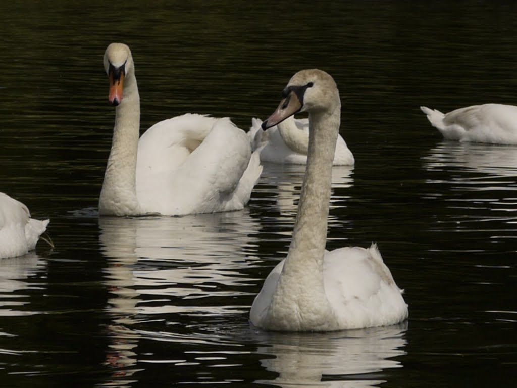 young swans
