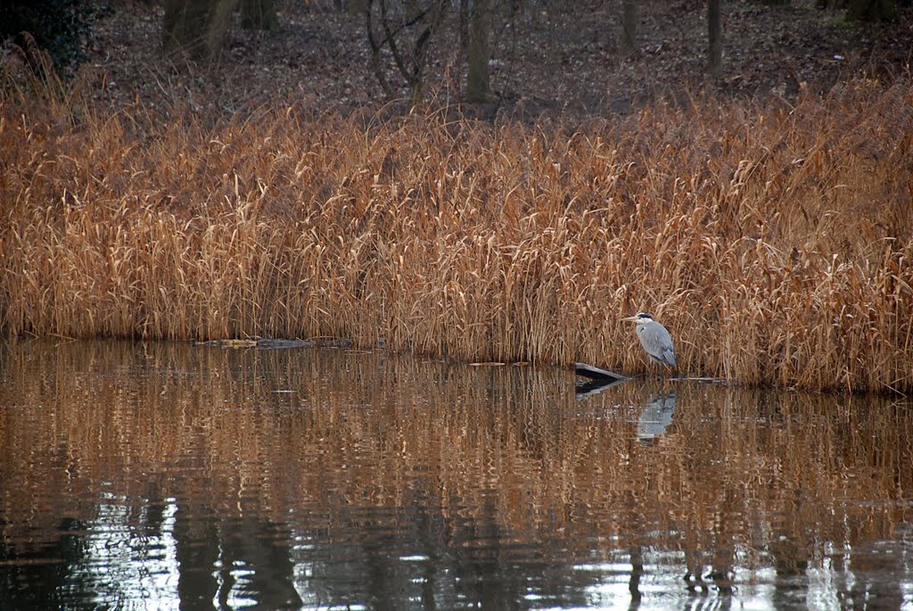 Heron at the old dock