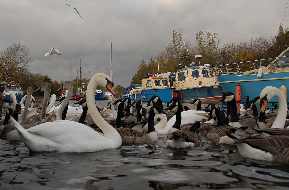 Sankey Canal wildfowl