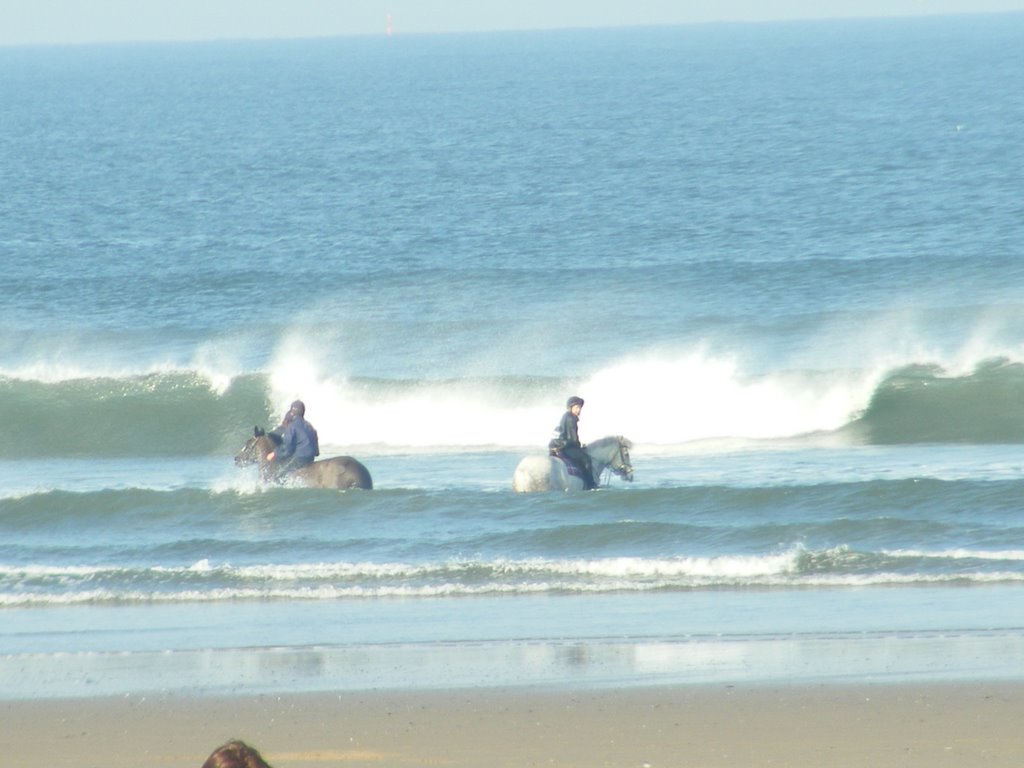 SEA HORSES