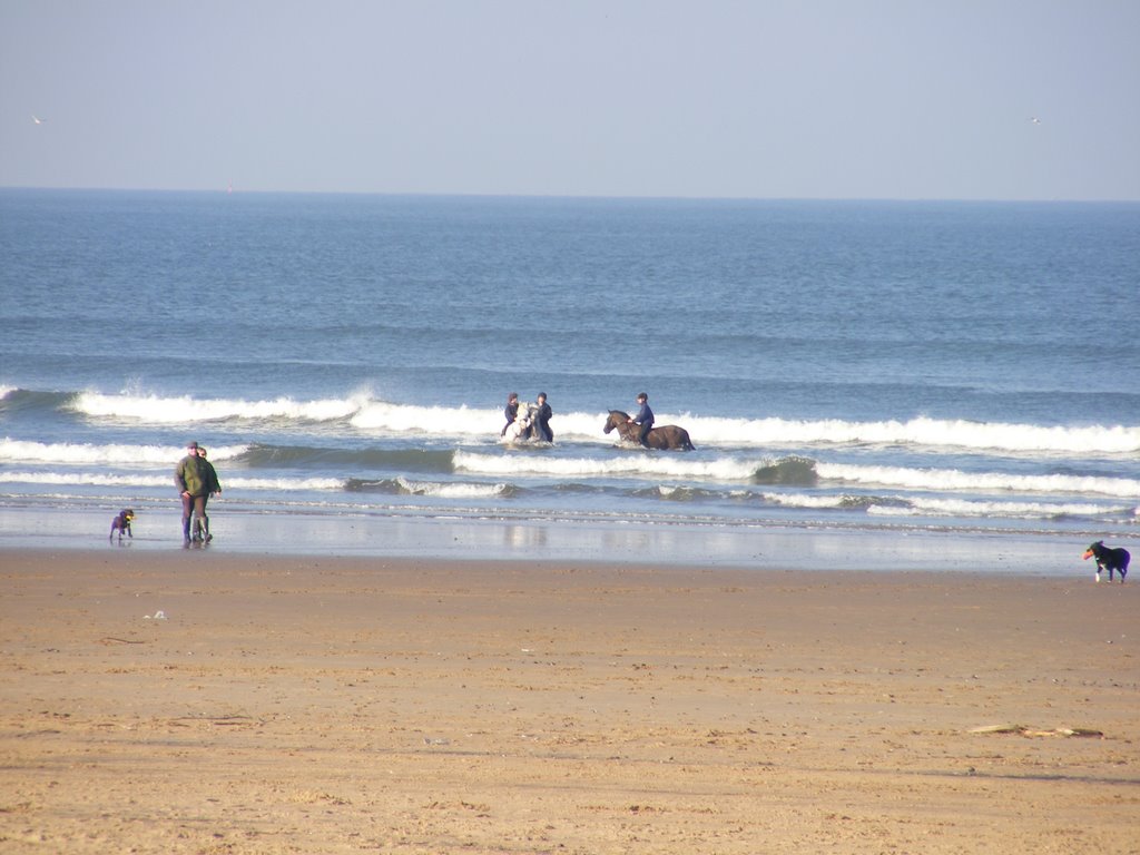 SEA HORSES 2