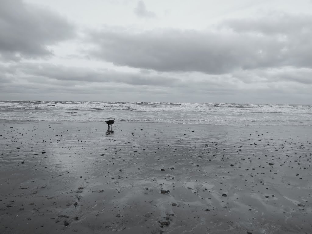 Redcar - Lonely Dog