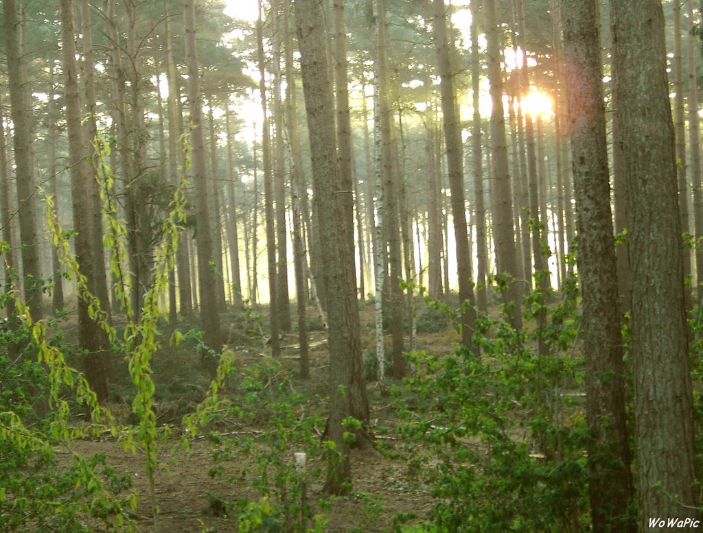 Wood