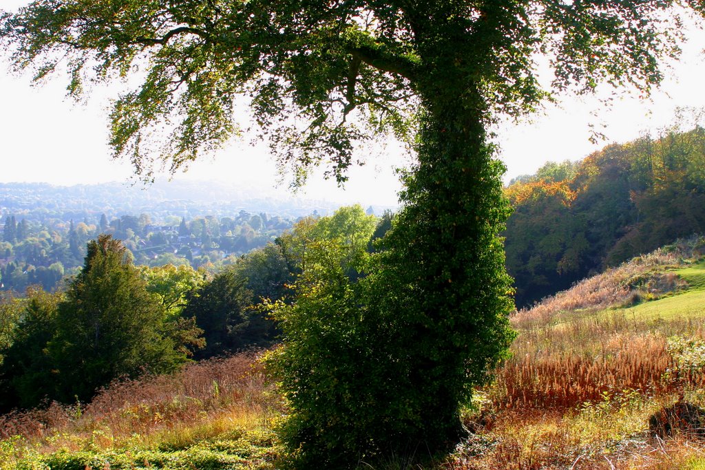 Reigate Hill, ...  Nearly Autumn !