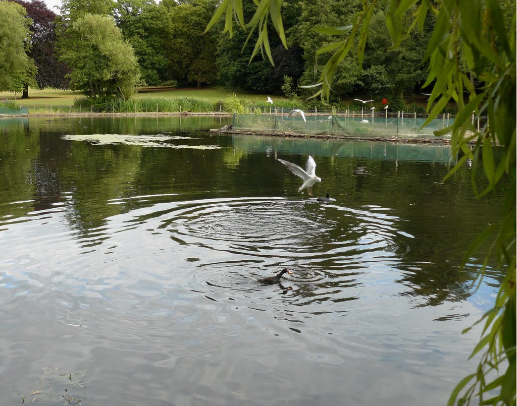 Priory Park, birds