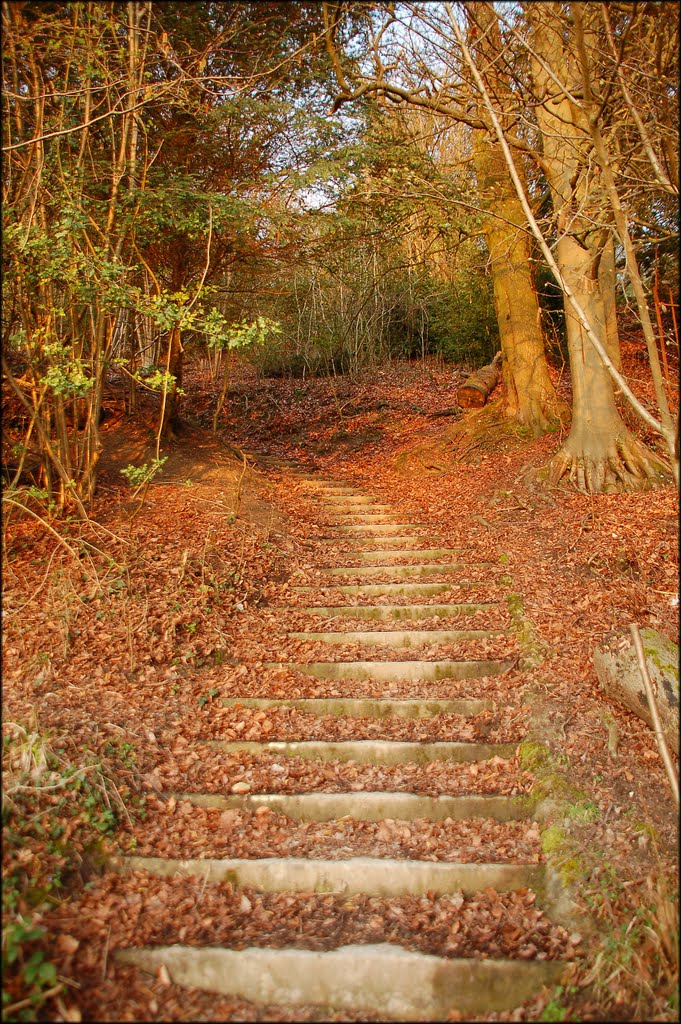 Walking in the evening sun on reigate Hill