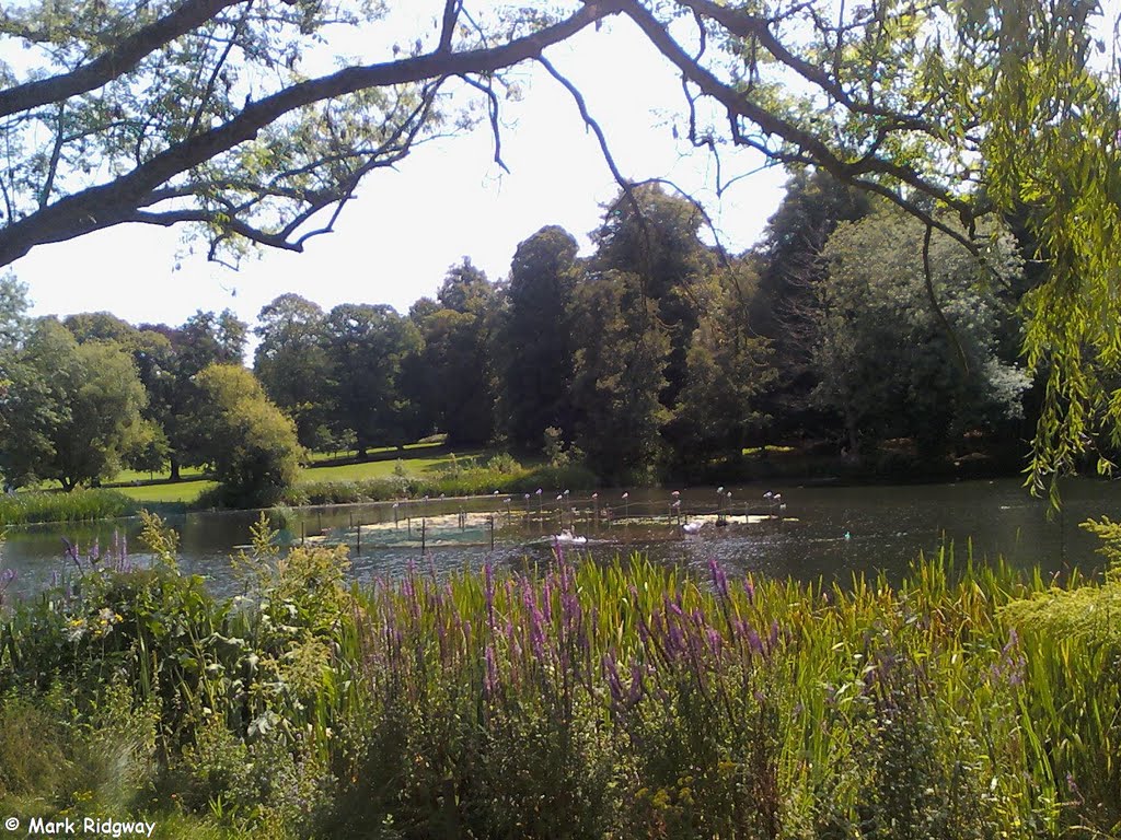 Priory Park Lake (3)