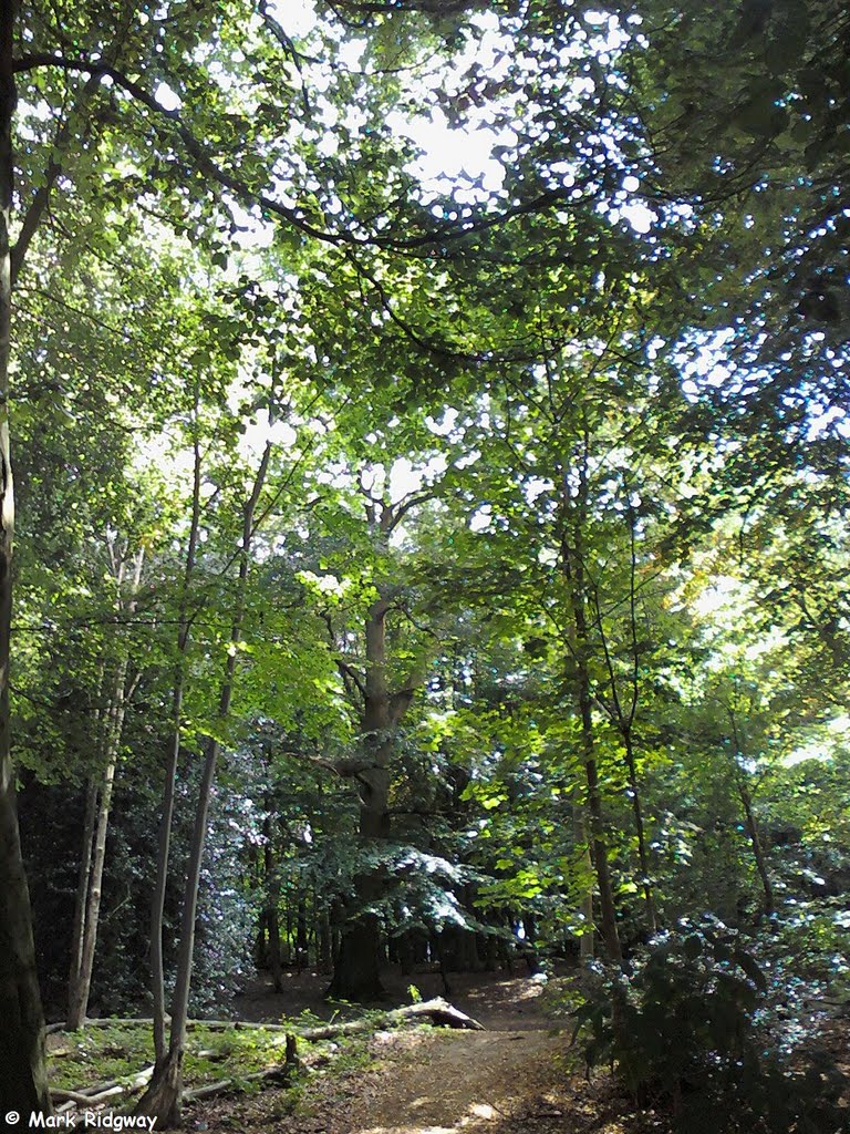 Woodland in Priory Park (1)