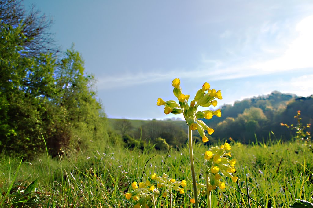 Cowslips on Reigate Hill