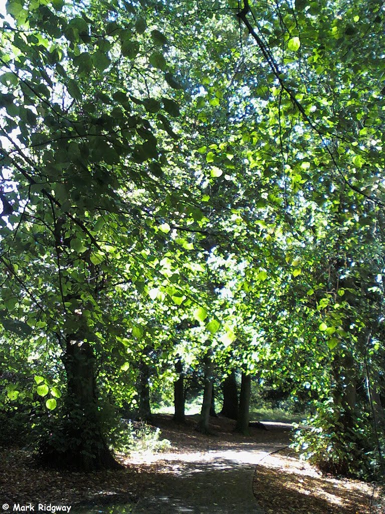 Woodland in Priory Park (4)