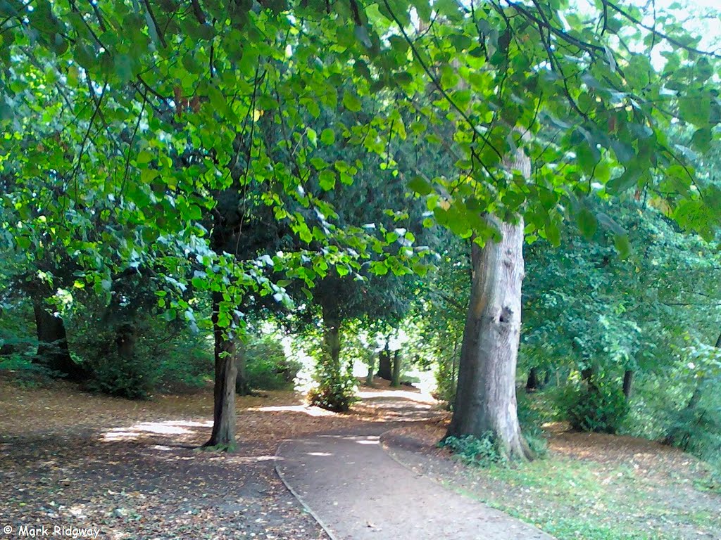 Woodland in Priory Park (5)