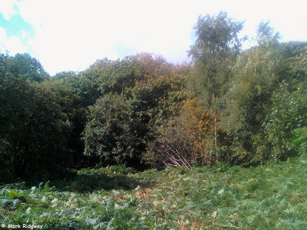 Woodland in Priory Park (7)