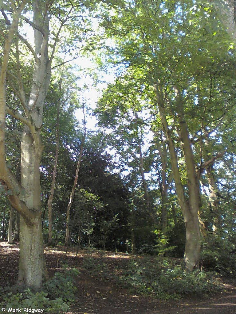 Woodland in Priory Park (8)