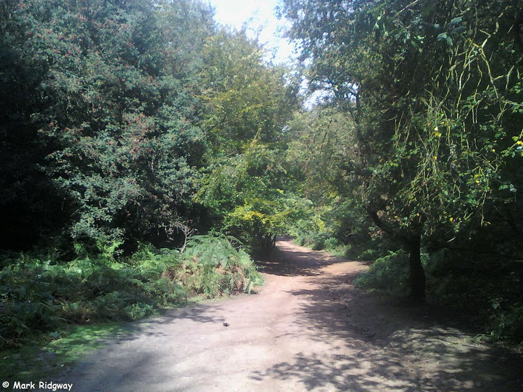 Woodland in Priory Park (9)