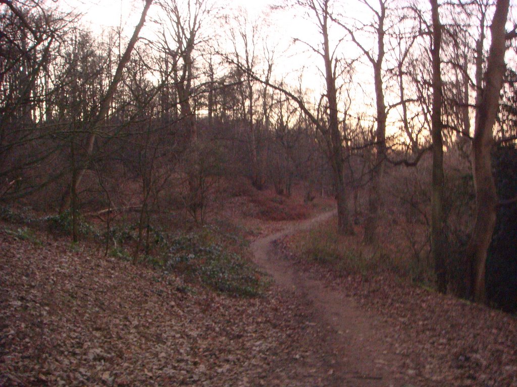 Priory Woods at sunset in winter