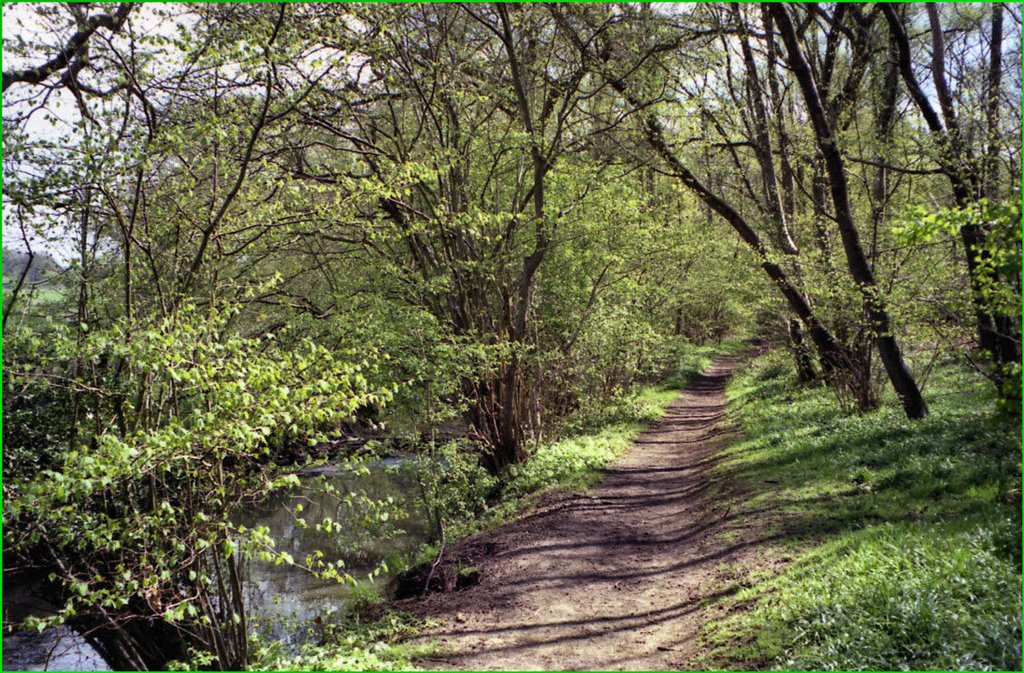 Felland Copse