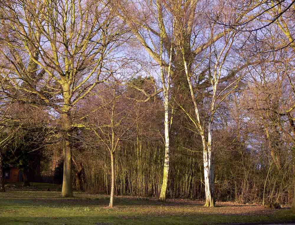 Trees at Wyburns School