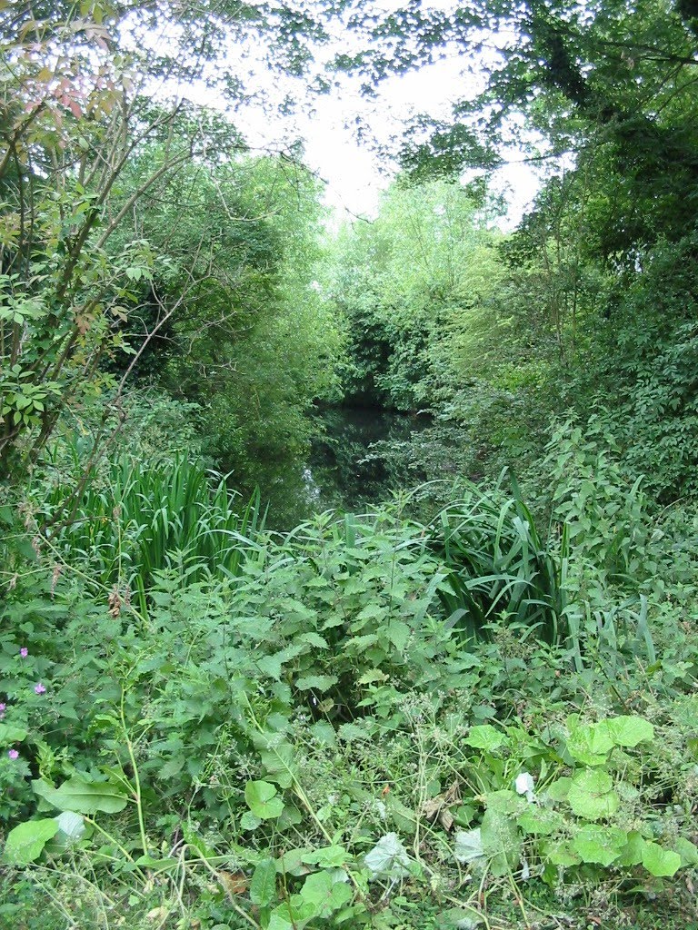 The pond