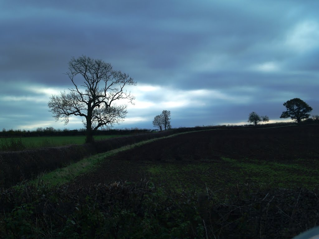 Trees on the field boundry near Sibson.