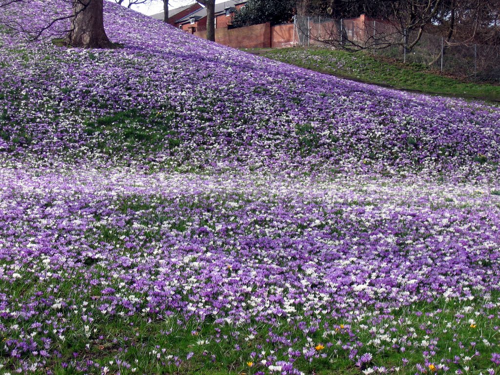 Backhouse Park : Sunderland