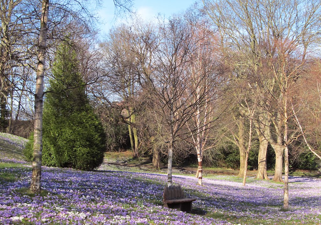 Backhouse Park : Crocus in Bloom