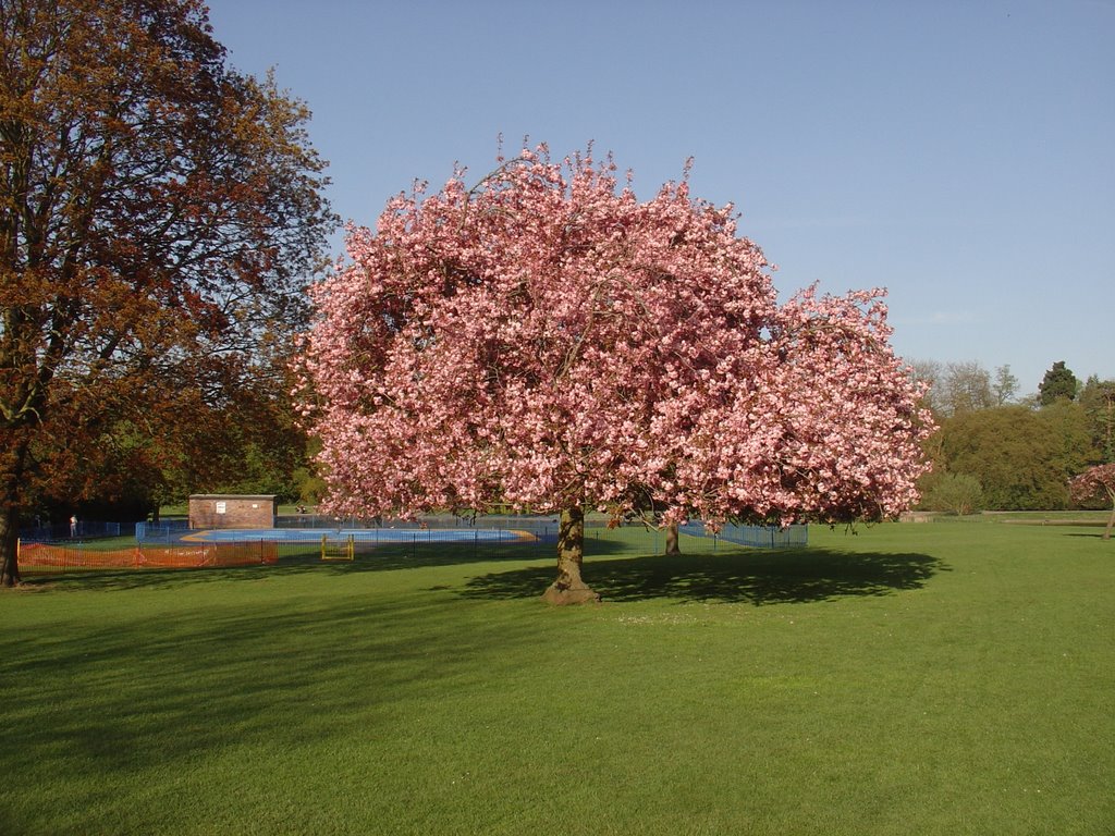 cherry tree blossom verulam park