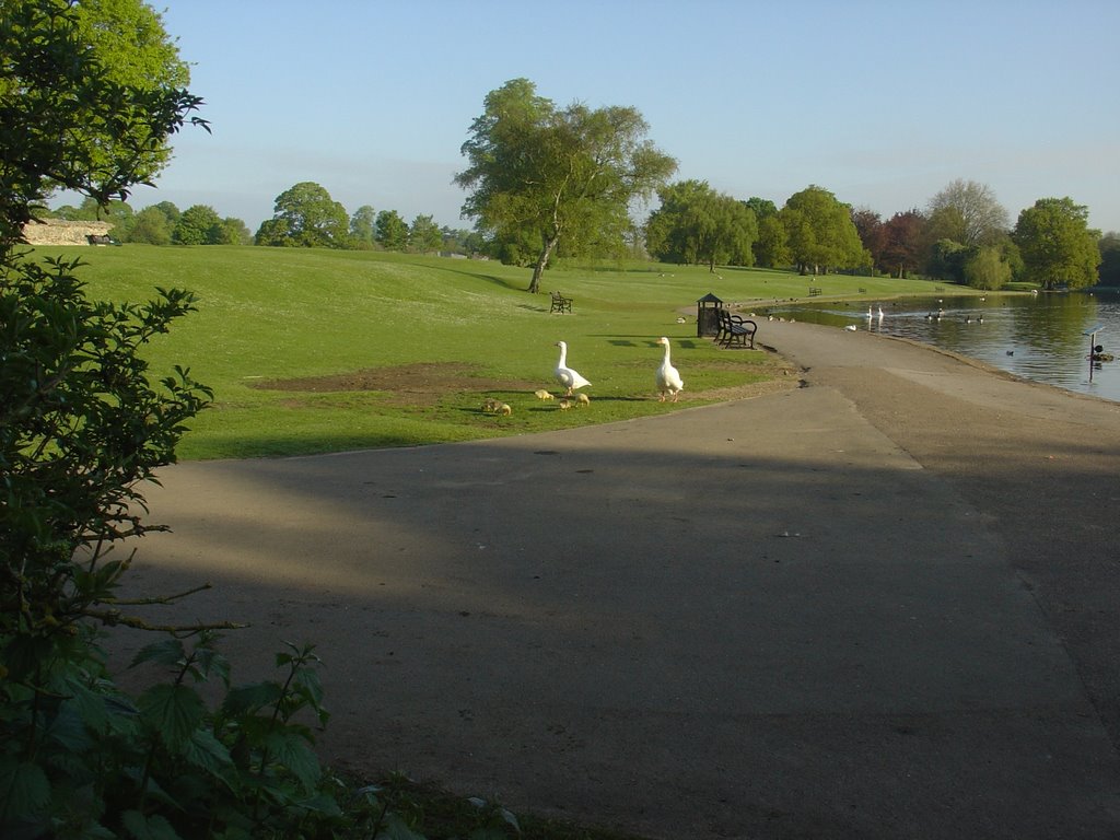 Geese with Goslings - Verulam Park, St Albans