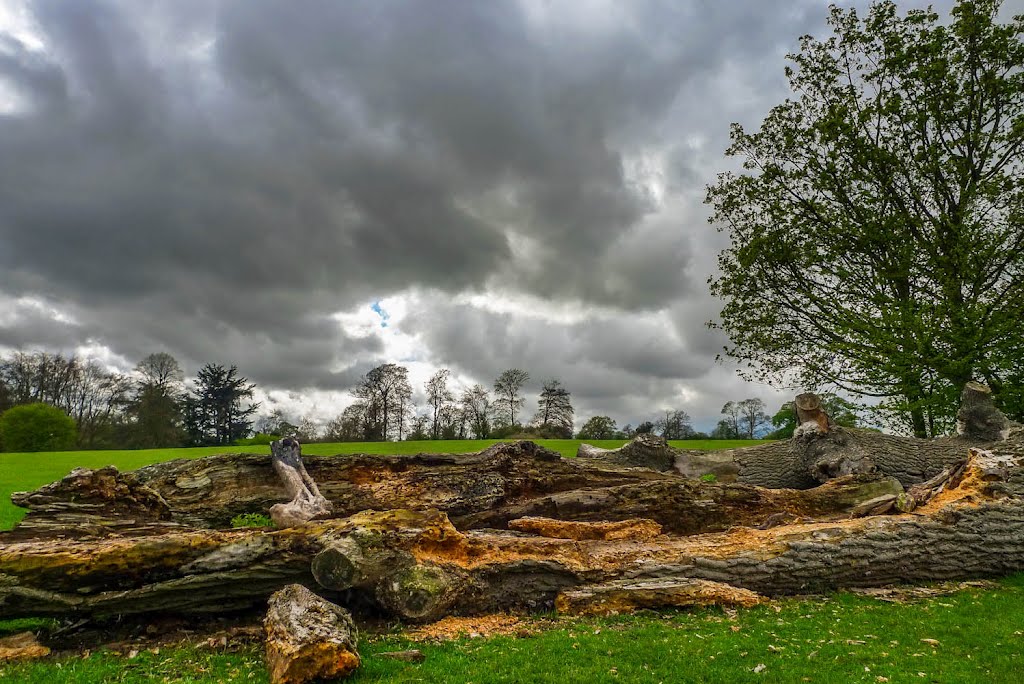 Rotting logs Verulam Park St Albans