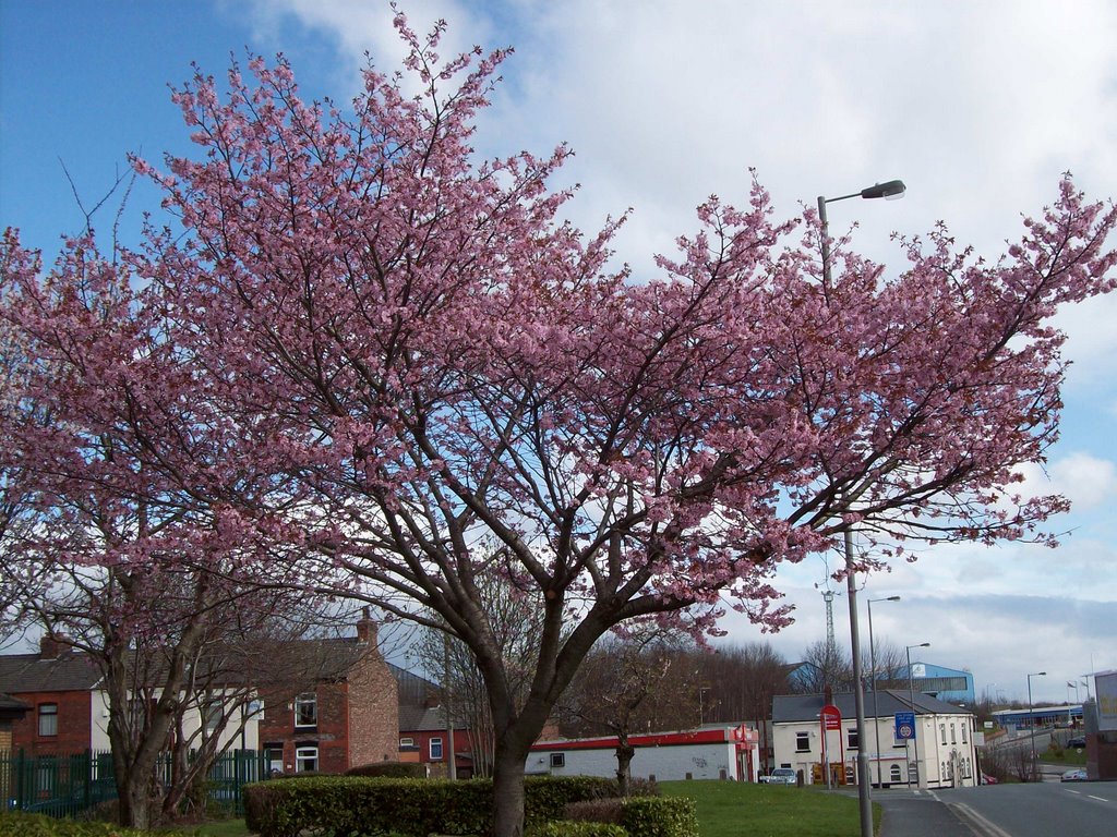 Blossom