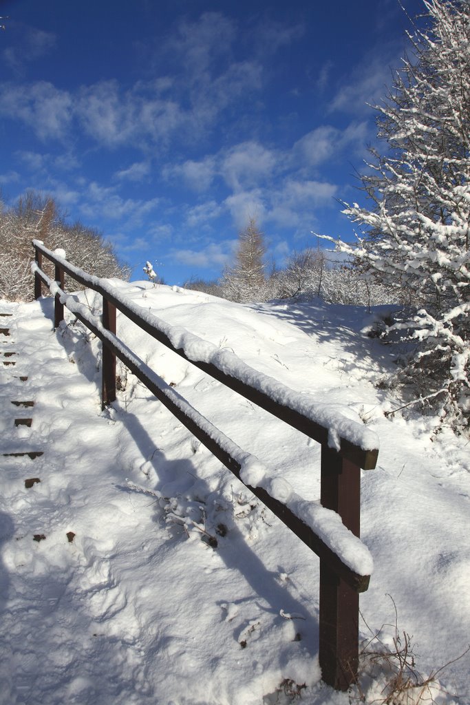 Brierley Forest Park In The Snow