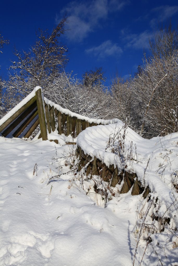 Brierley Forest Park In The Snow