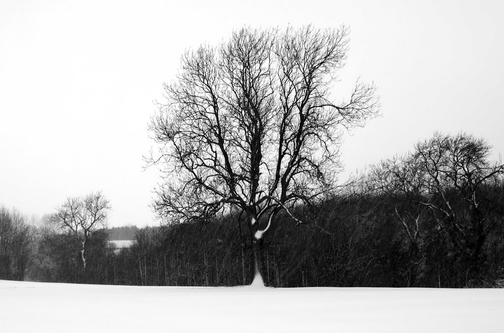 Sutton Meadow
