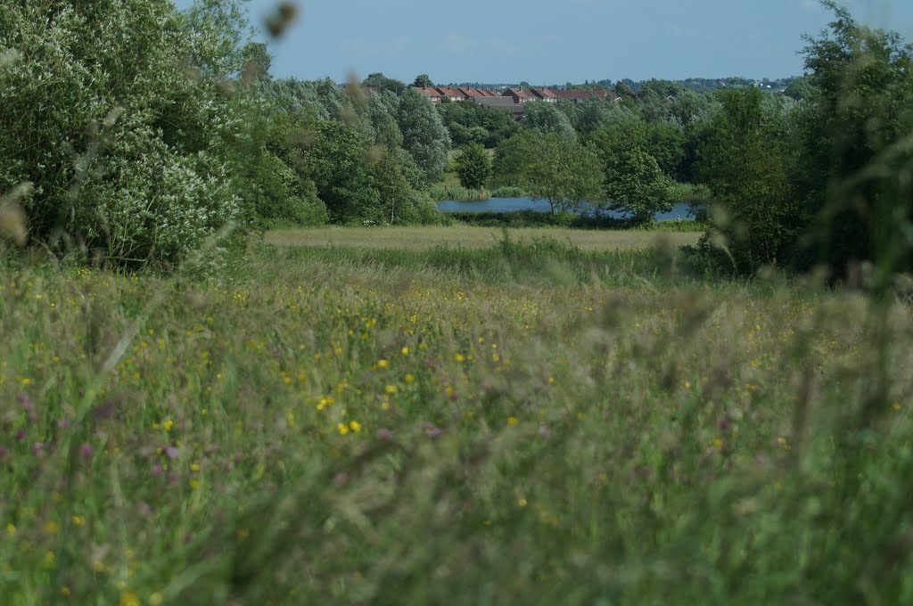 Brierley Forest - Meadow in Full Flower