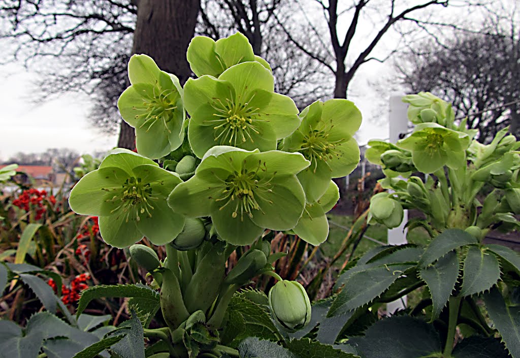 Helleborus Cyclophyllus (Christmas Rose)