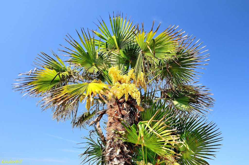 "Palm Blossom" westcliff-on-sea. essex. may 2014