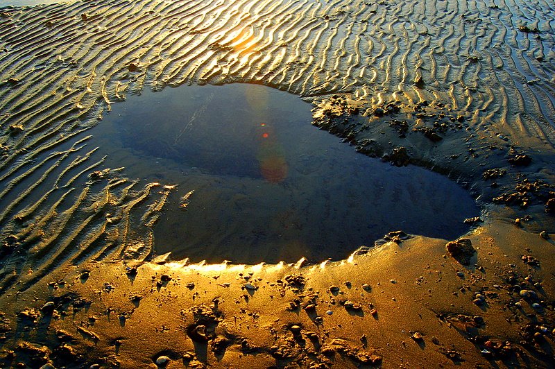 golden pond