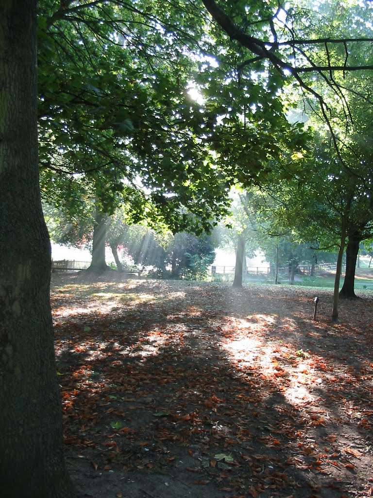 Sun through the trees