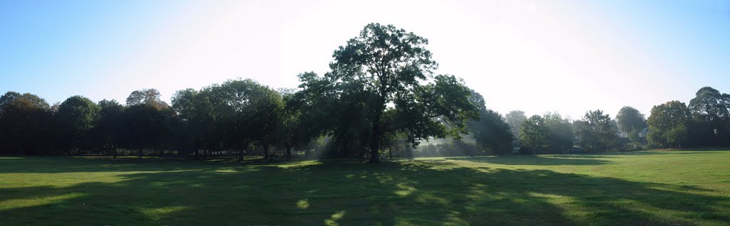 In the shadow of the tree
