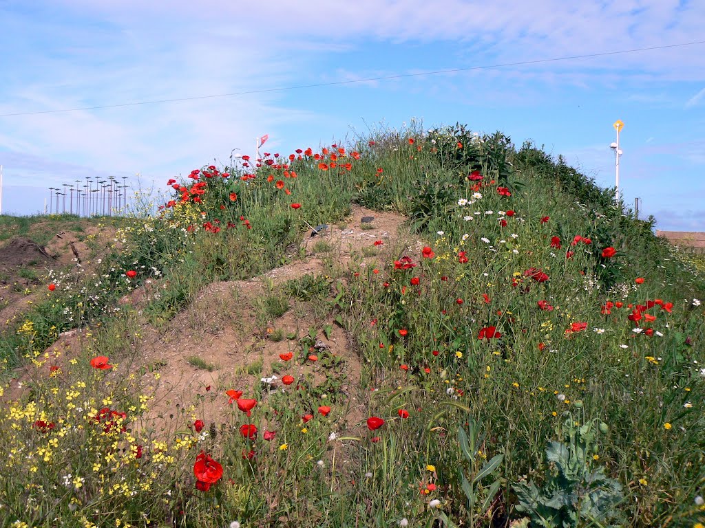 Wild Flowers on Sand dune