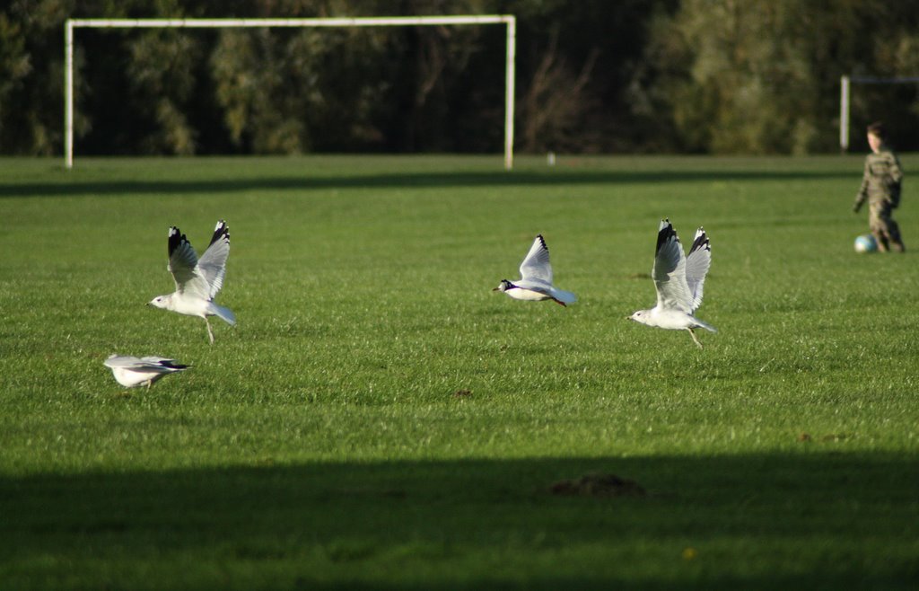 On the attack - Turn Moss, Manchester
