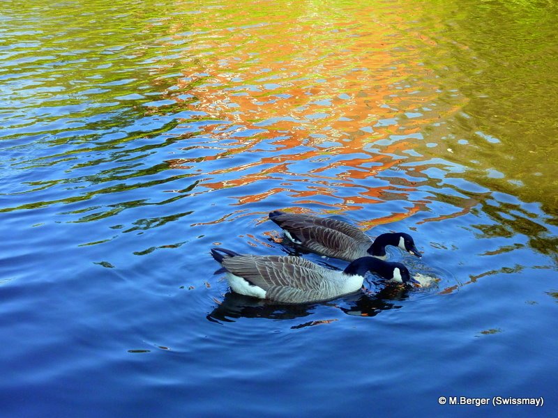mb - On the Canal in Sale - Branta canadensis - Canadian goose