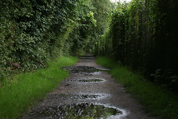 path by tramline - looking south