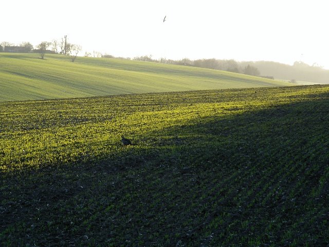 Sittingbourne fields