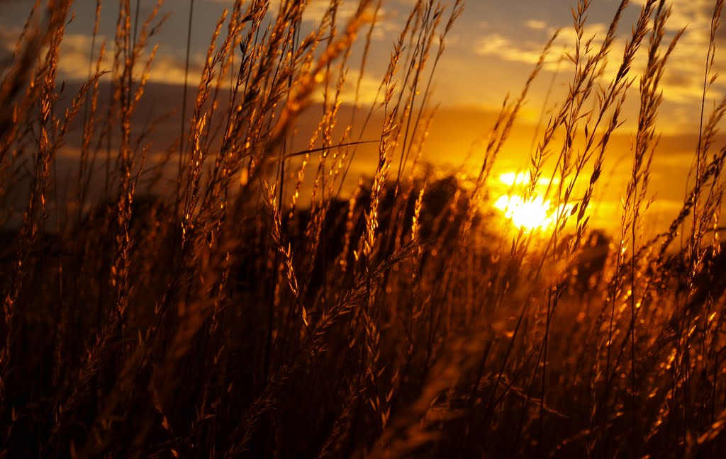 Golden Grass