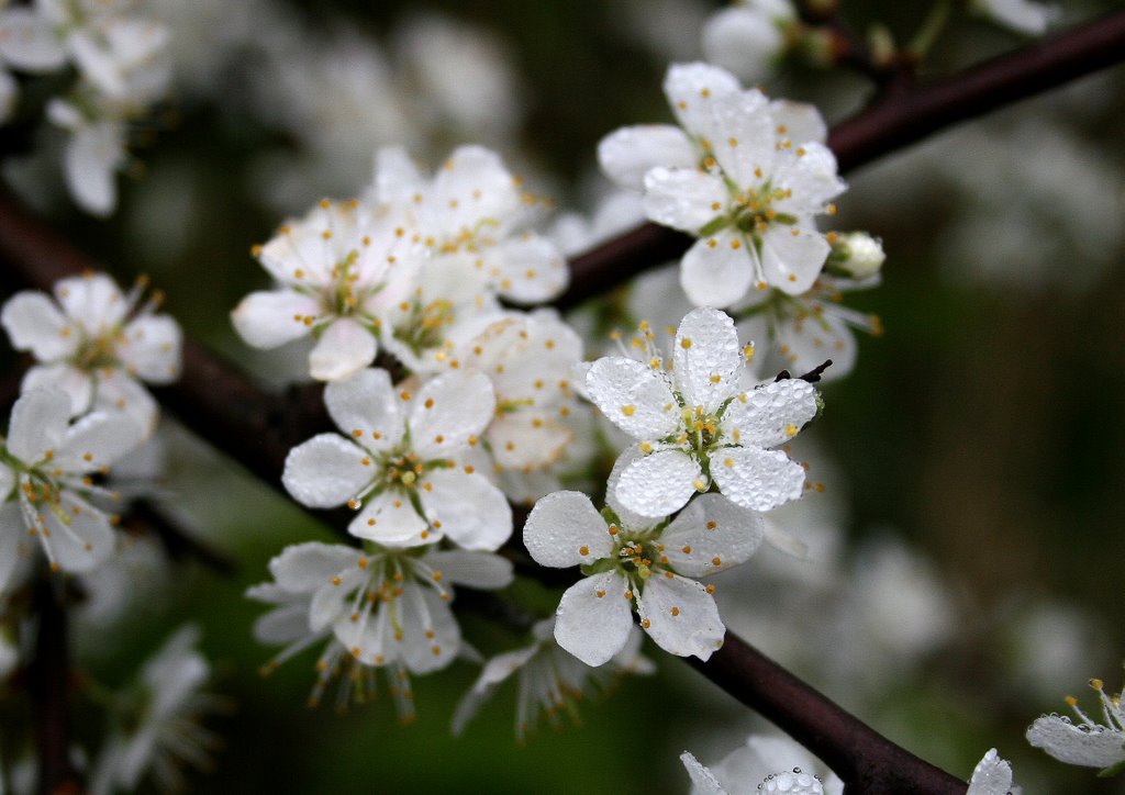 Blackthorn (Prunus spinosa)