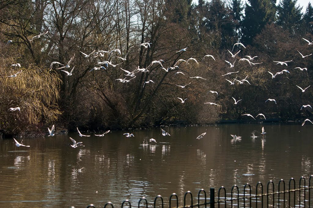 Brueton Park, Solihull