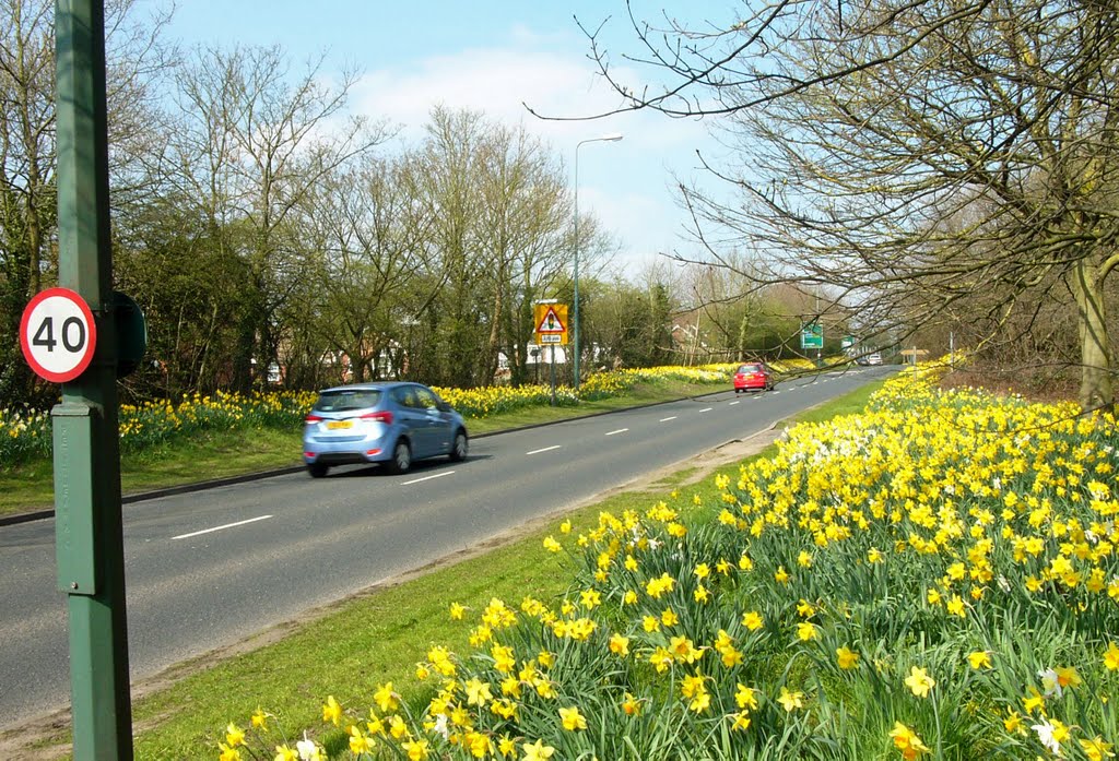 Springtime in Solihull
