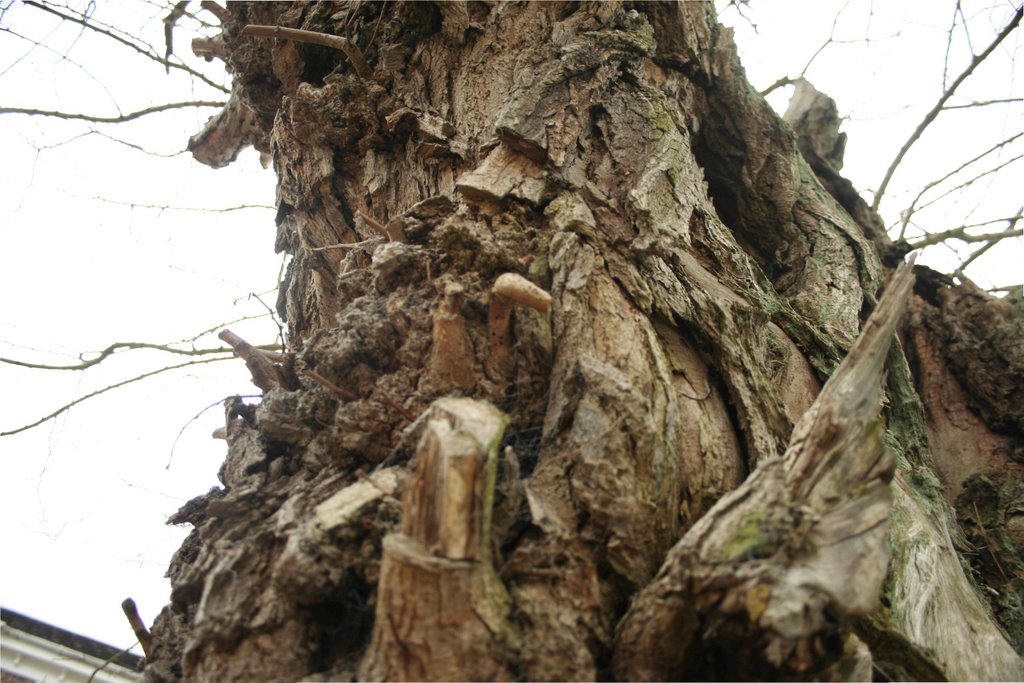 Tree monster