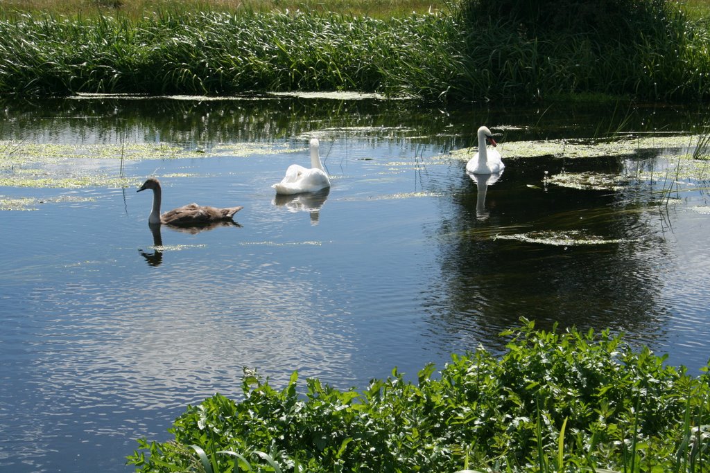 Swans on the River Colne
